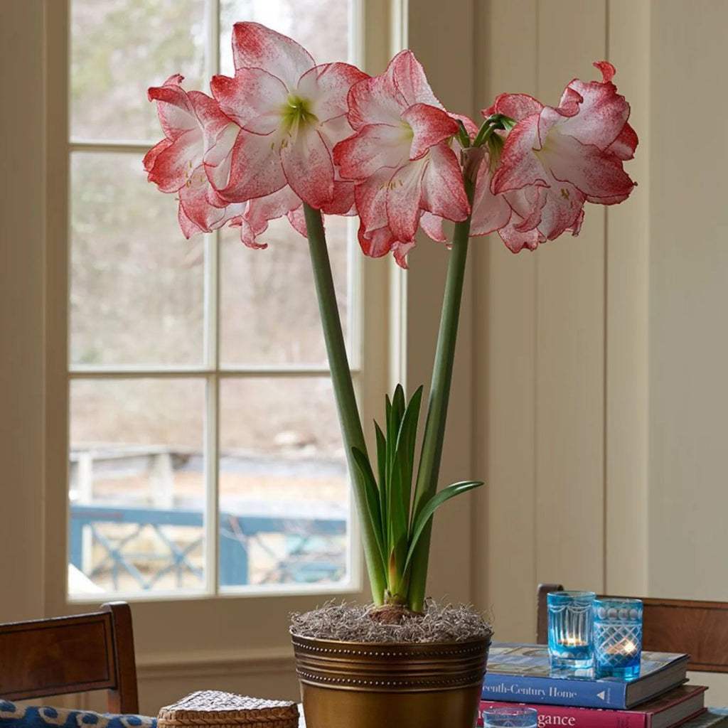 bulbi_amaryllis_104_11d450bf-51e1-4cd0-b494-a124a4539ec8 - Fitza Florilor