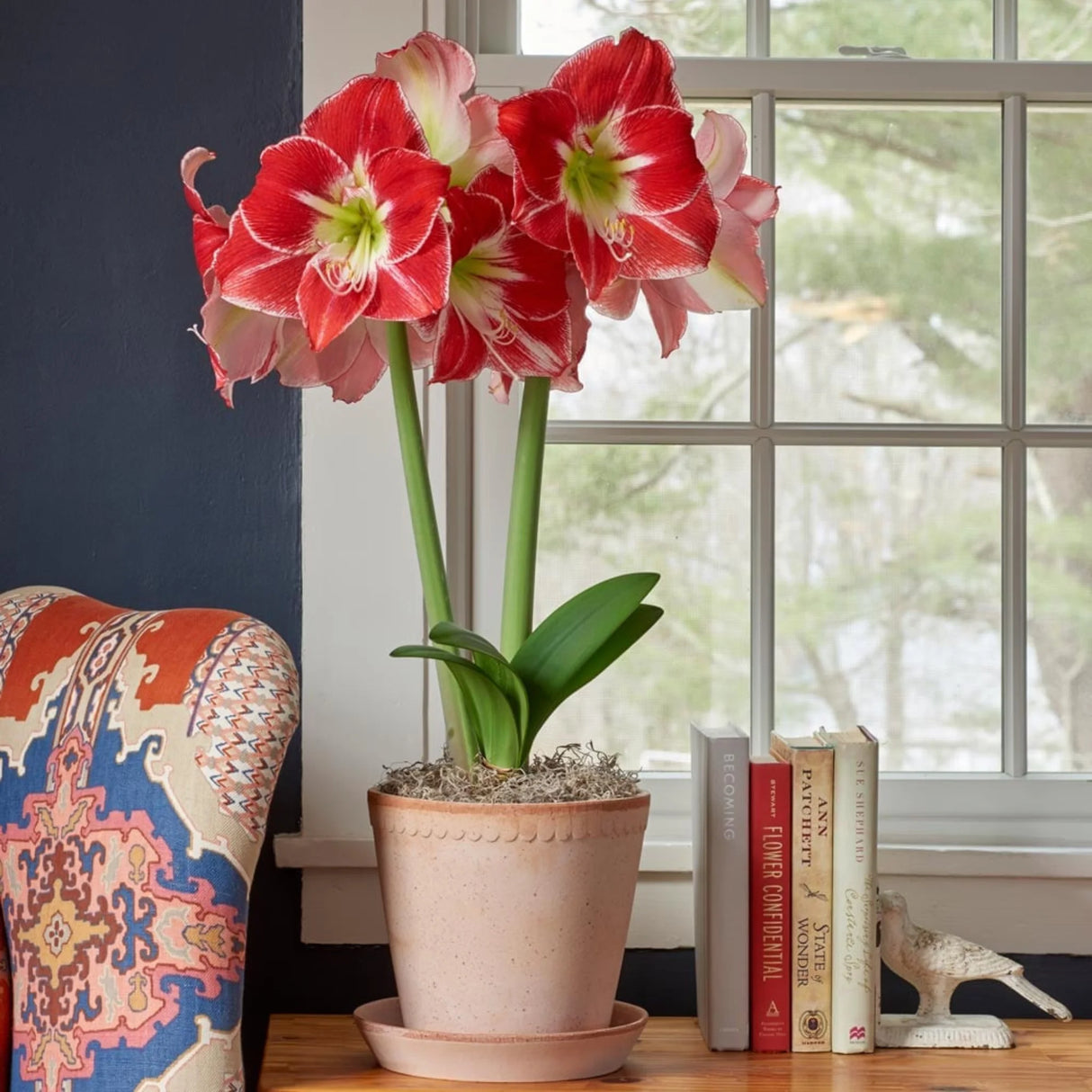 bulbi amaryllis 