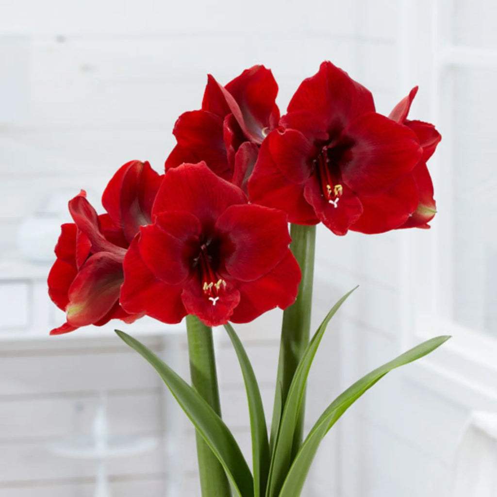 bulbi_amaryllis_108_8f7fc931-1951-4f77-ac7a-3737b7d6922d - Fitza Florilor