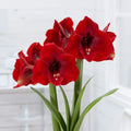 bulbi_amaryllis_108_8f7fc931-1951-4f77-ac7a-3737b7d6922d - Fitza Florilor