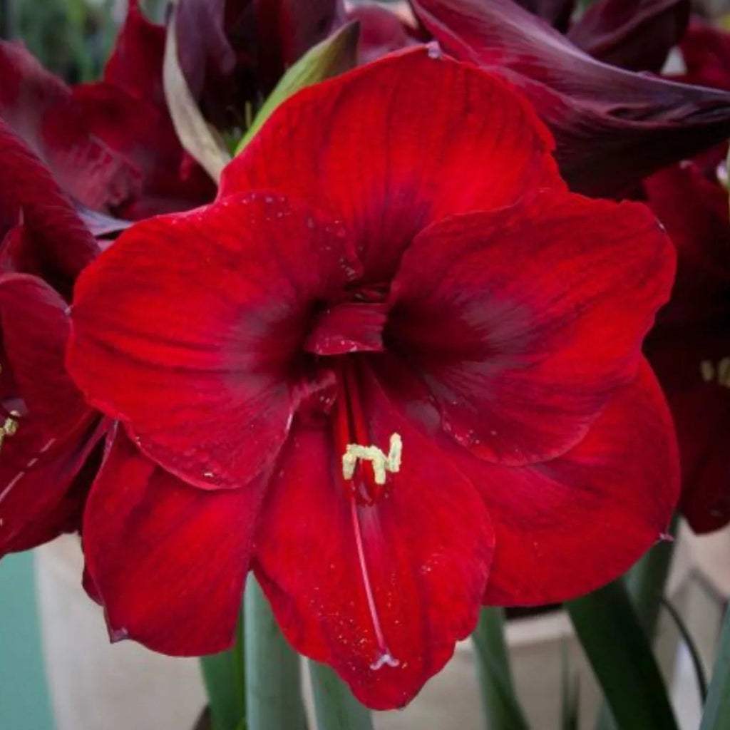 bulbi_amaryllis_109_0b4c004b-0d27-4c4b-aef0-de56af5a29d6 - Fitza Florilor