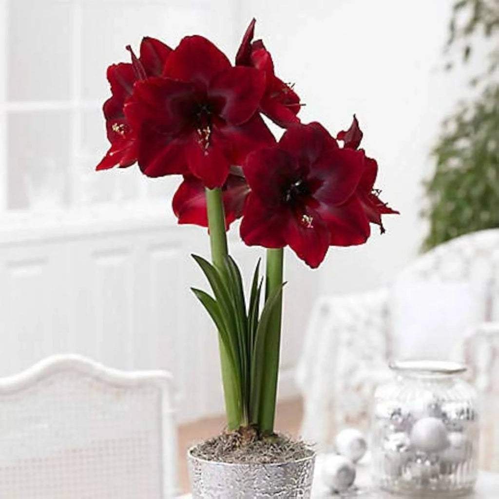 bulbi_amaryllis_115_0a37c141-5c5f-40b3-9316-1f7cdc1fb7b9 - Fitza Florilor