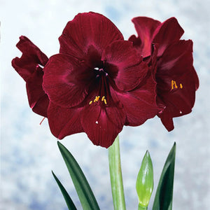 bulbi amaryllis 