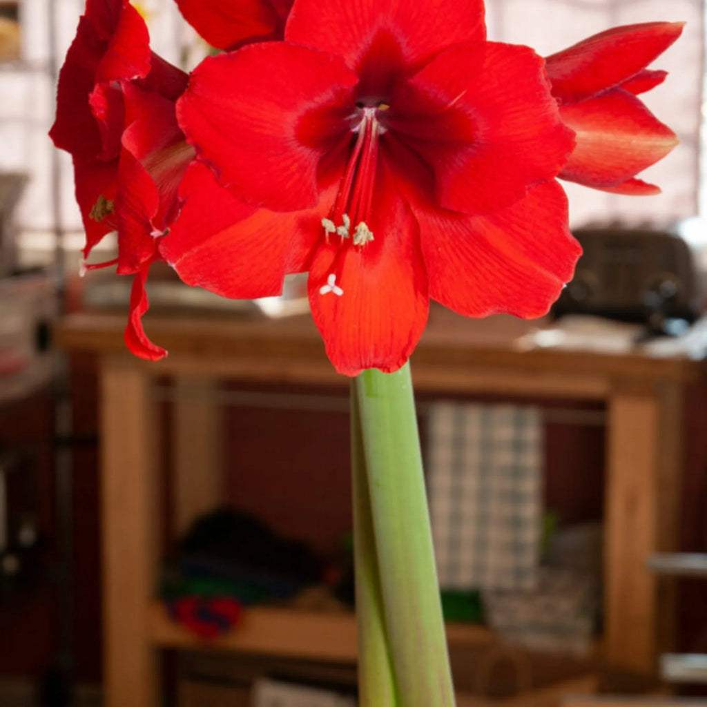 bulbi_amaryllis_118_0fab3d0a-91f0-4e95-be78-a7a7df4ff3e7 - Fitza Florilor