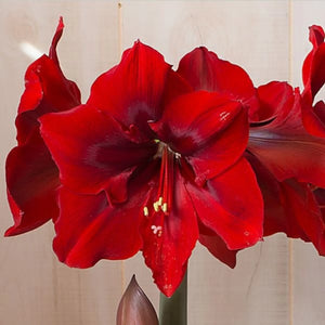 bulbi amaryllis 