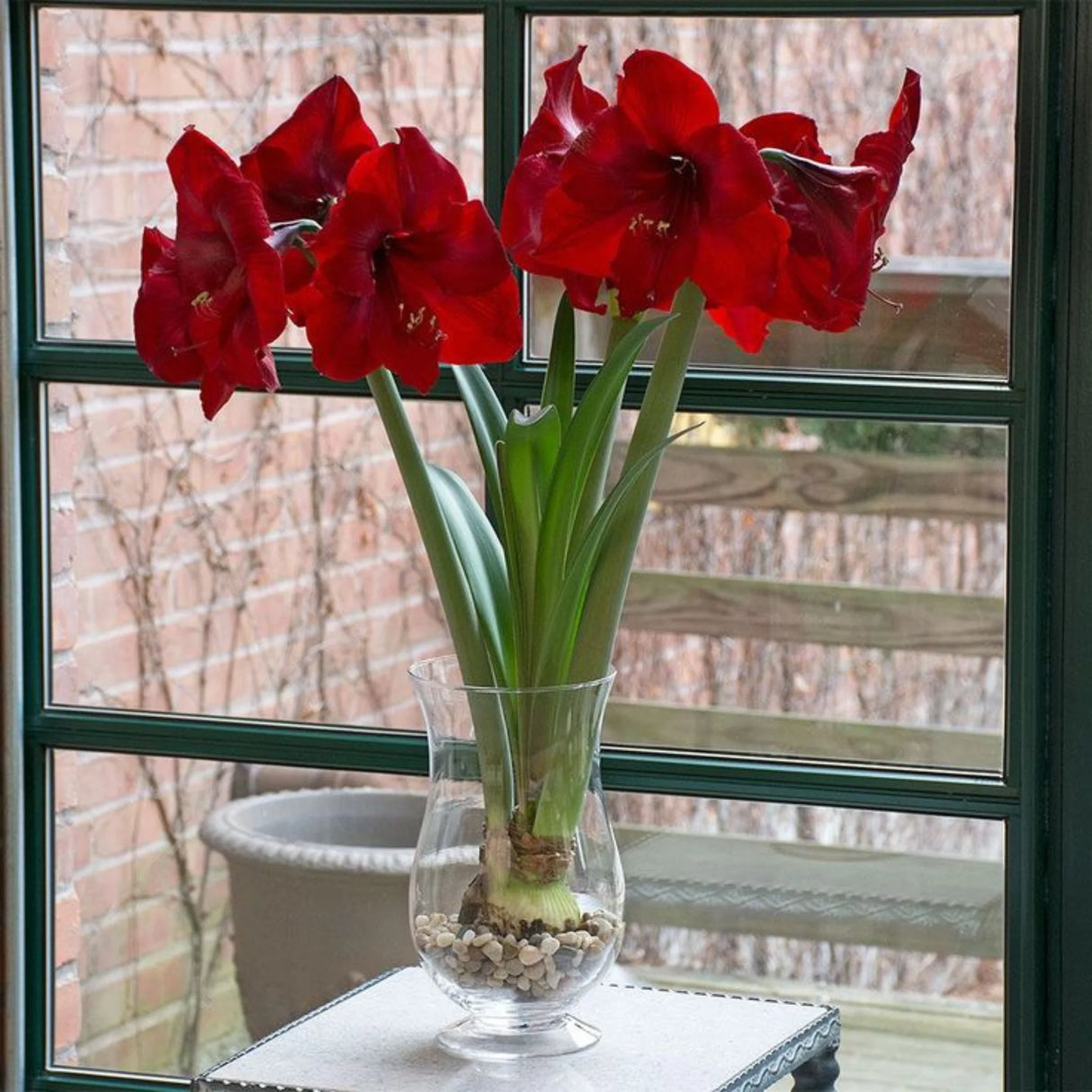 bulbi amaryllis 
