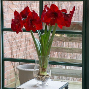 bulbi amaryllis 