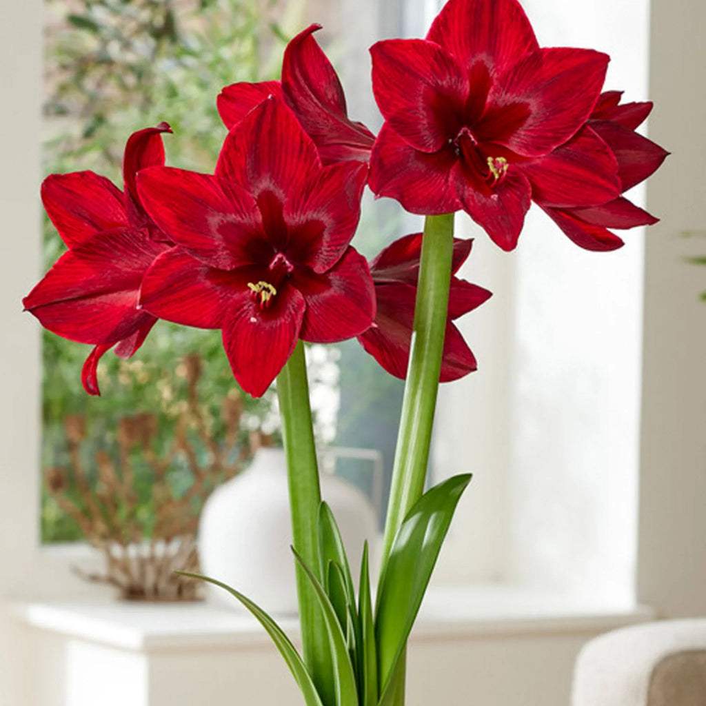 bulbi_amaryllis_20_e7fcd692-0e76-493b-a514-4f0c9dc71cc2 - Fitza Florilor
