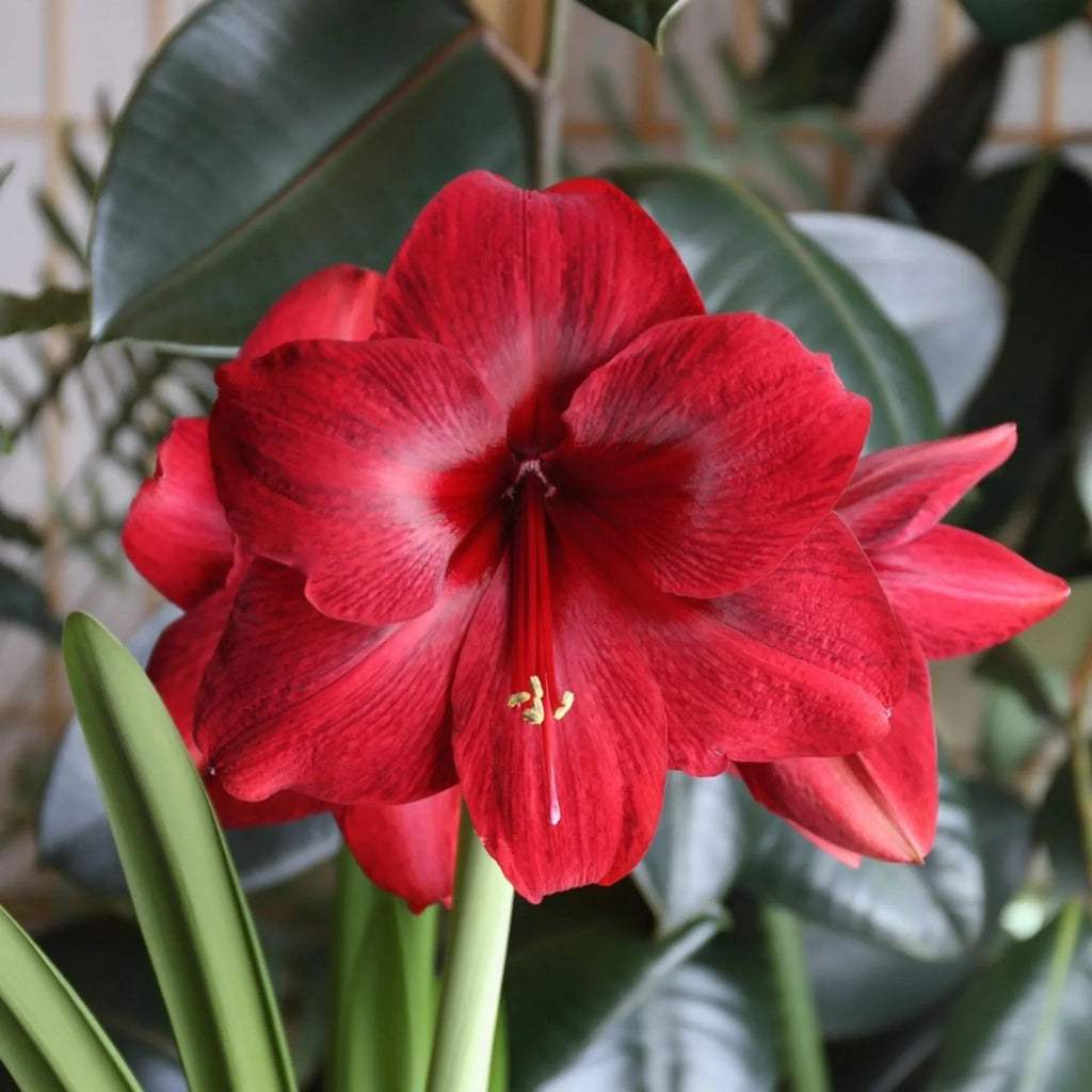 bulbi_amaryllis_21_7def1add-62fd-4c78-8814-7ccc10eec39f - Fitza Florilor