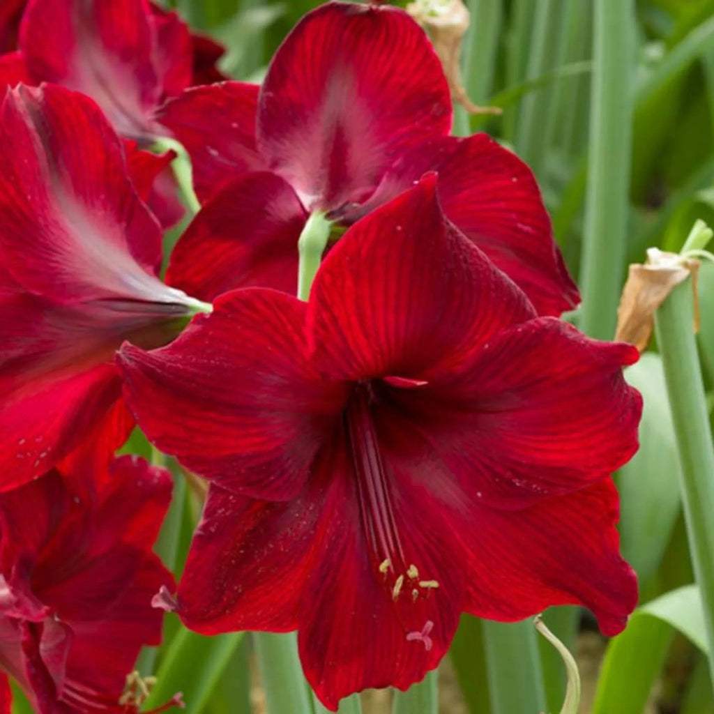 bulbi_amaryllis_22_743856e2-c5d7-44e3-8c68-2a06f0d49963 - Fitza Florilor