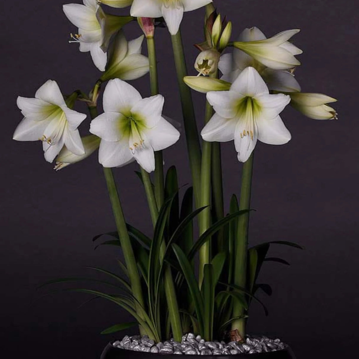 bulbi amaryllis