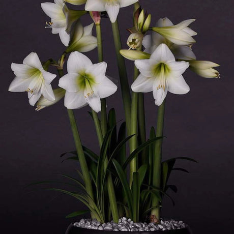 bulbi amaryllis
