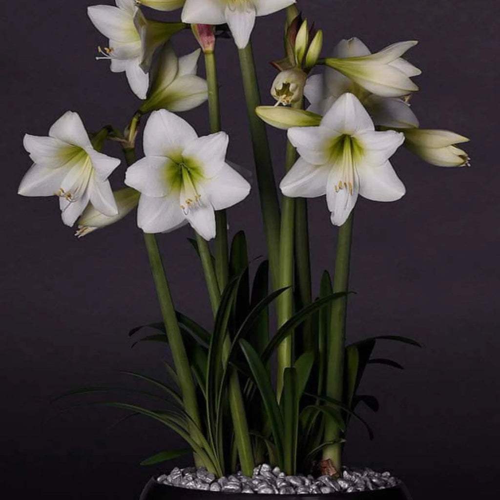 bulbi_amaryllis_24_8ee0c02e-66ec-4d76-9df8-c4b7b9b339a7 - Fitza Florilor