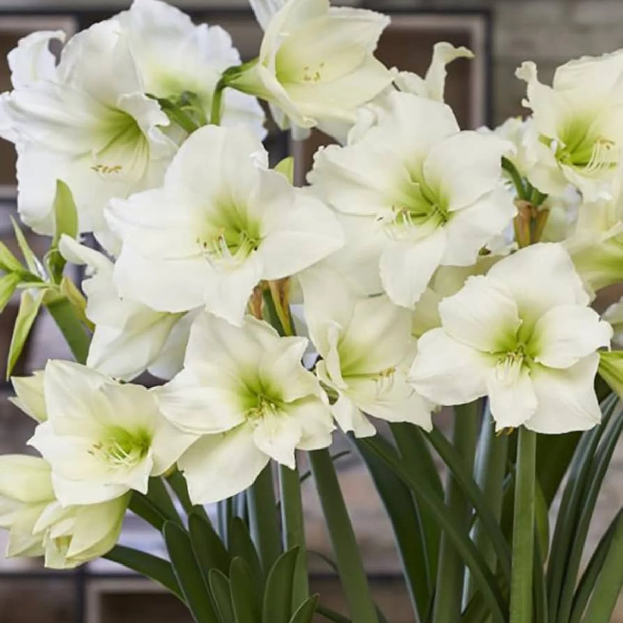 bulbi amaryllis