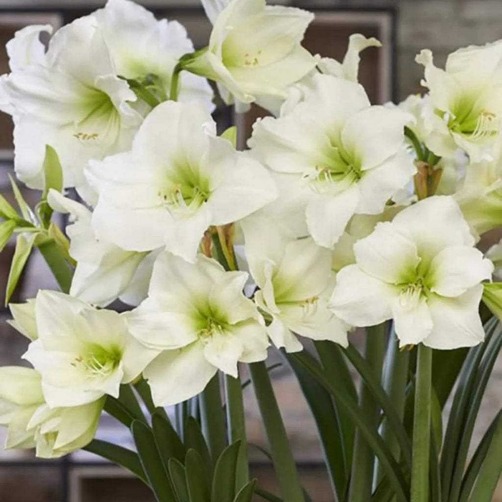 bulbi_amaryllis_25_812f2257-34d3-4edd-9b05-9c204ecbb424 - Fitza Florilor