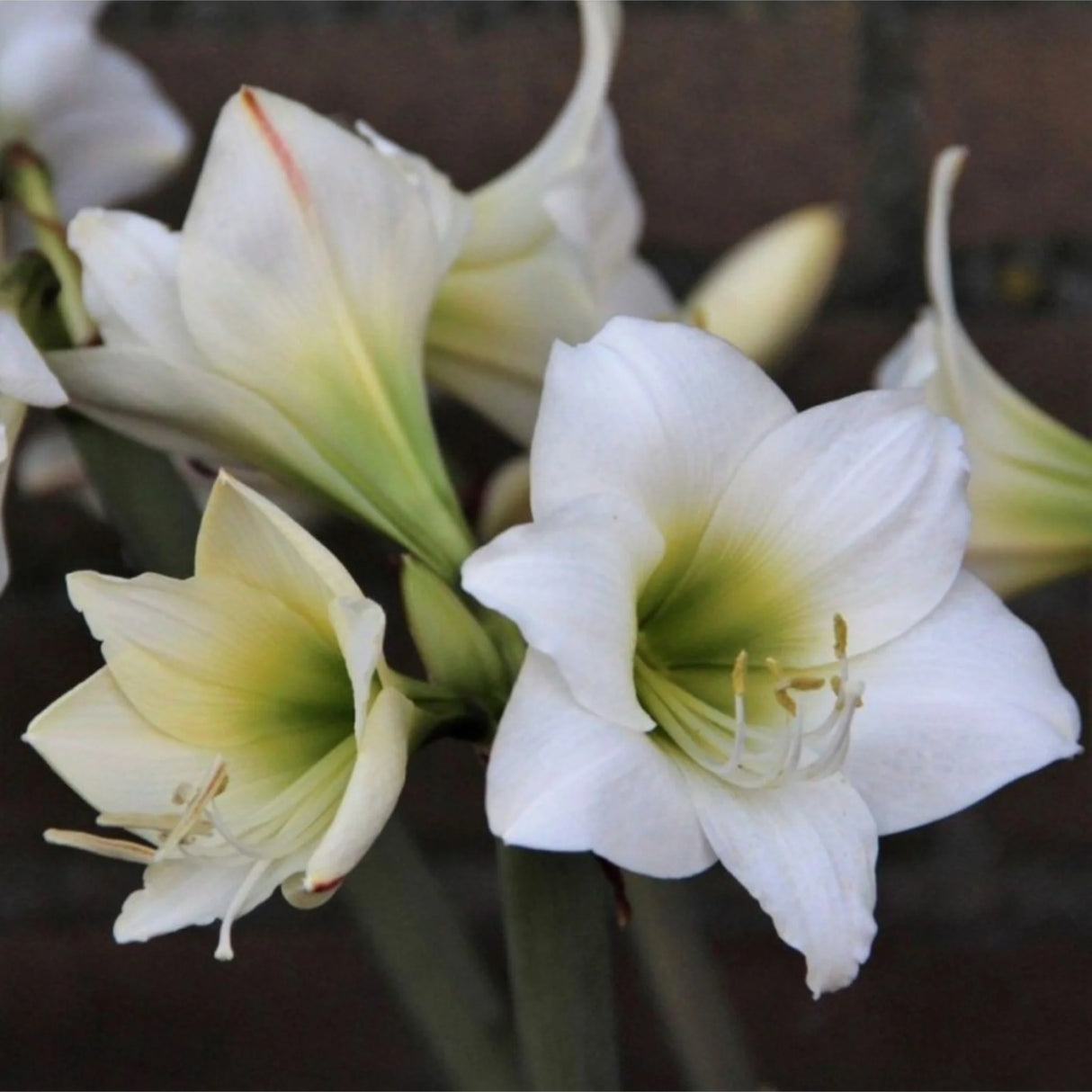 bulbi amaryllis