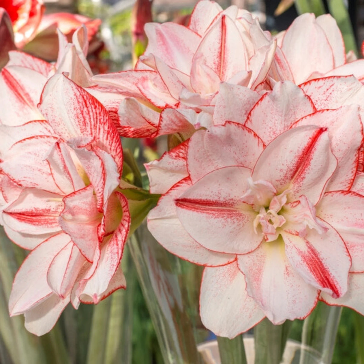 bulbi amaryllis