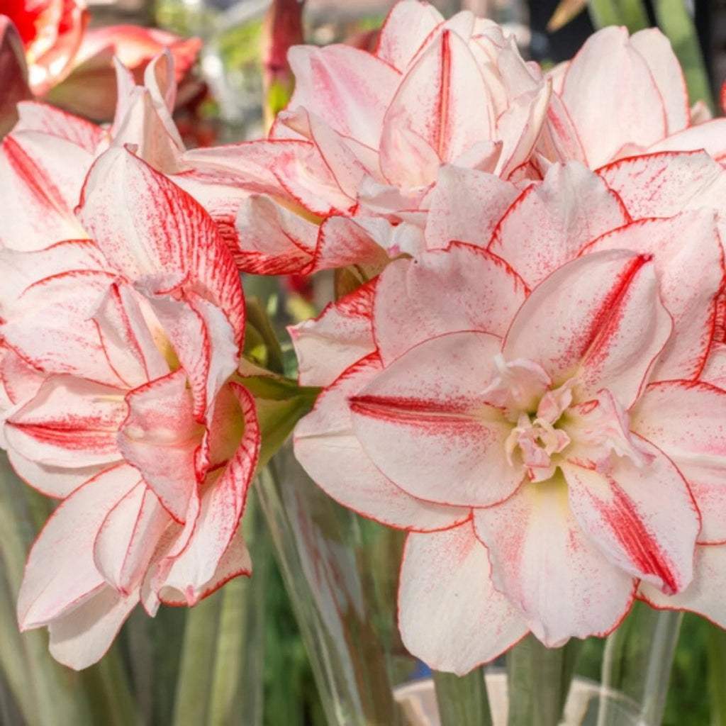 bulbi_amaryllis_41_c8c05eda-13c6-494d-83f4-147b105cd22c - Fitza Florilor
