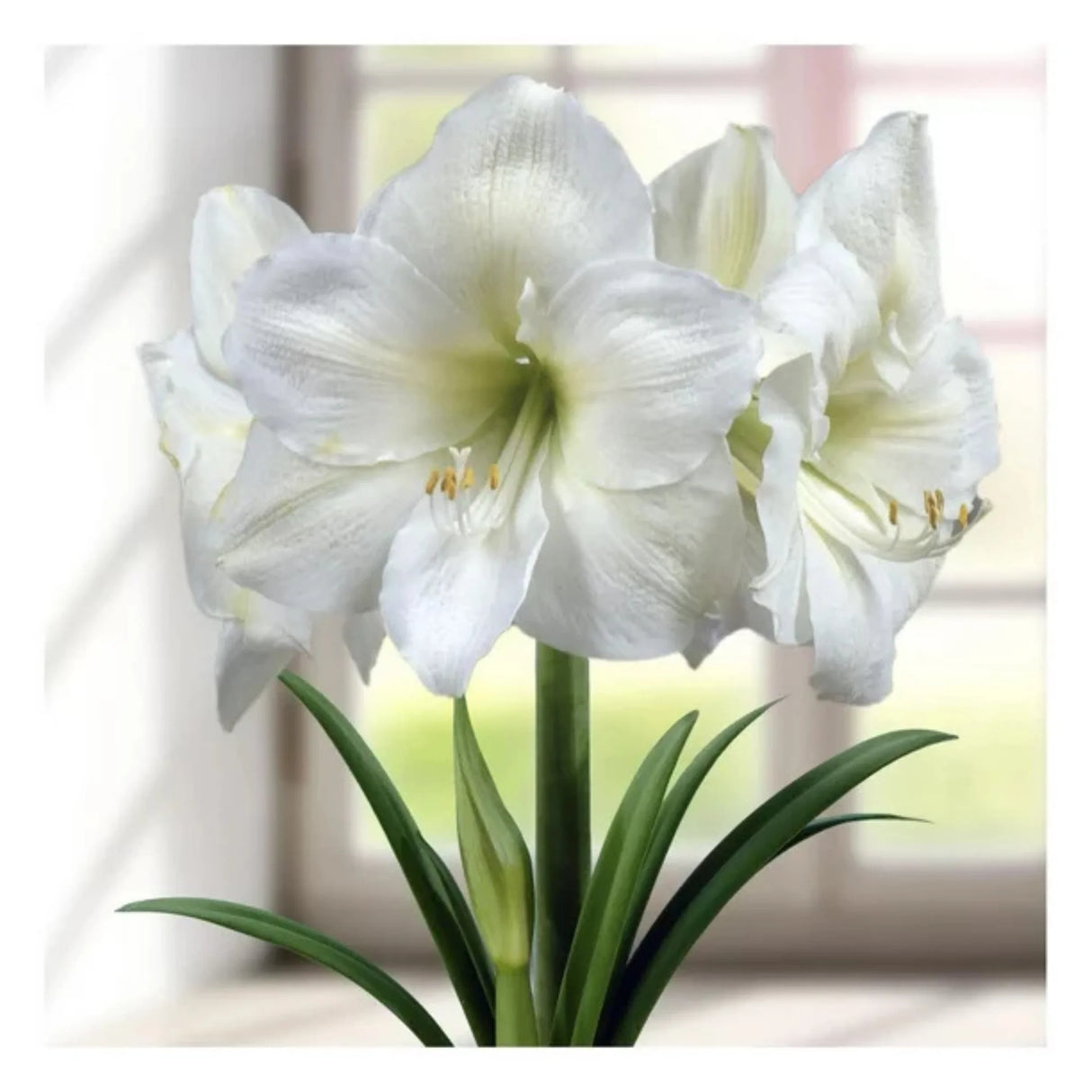 bulbi amaryllis