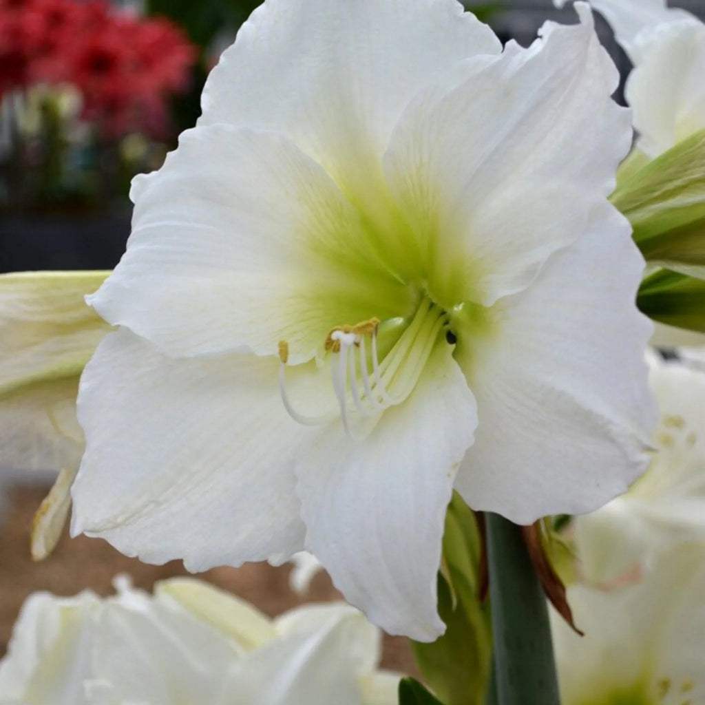 bulbi_amaryllis_46_5aa4b58e-4868-42c7-ac59-75cad6889f81 - Fitza Florilor
