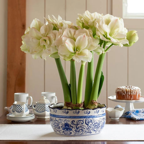 bulbi amaryllis