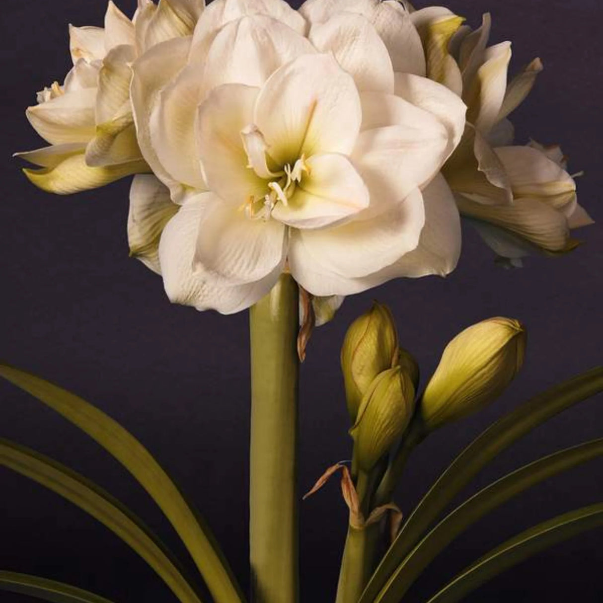 bulbi amaryllis