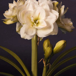 bulbi amaryllis
