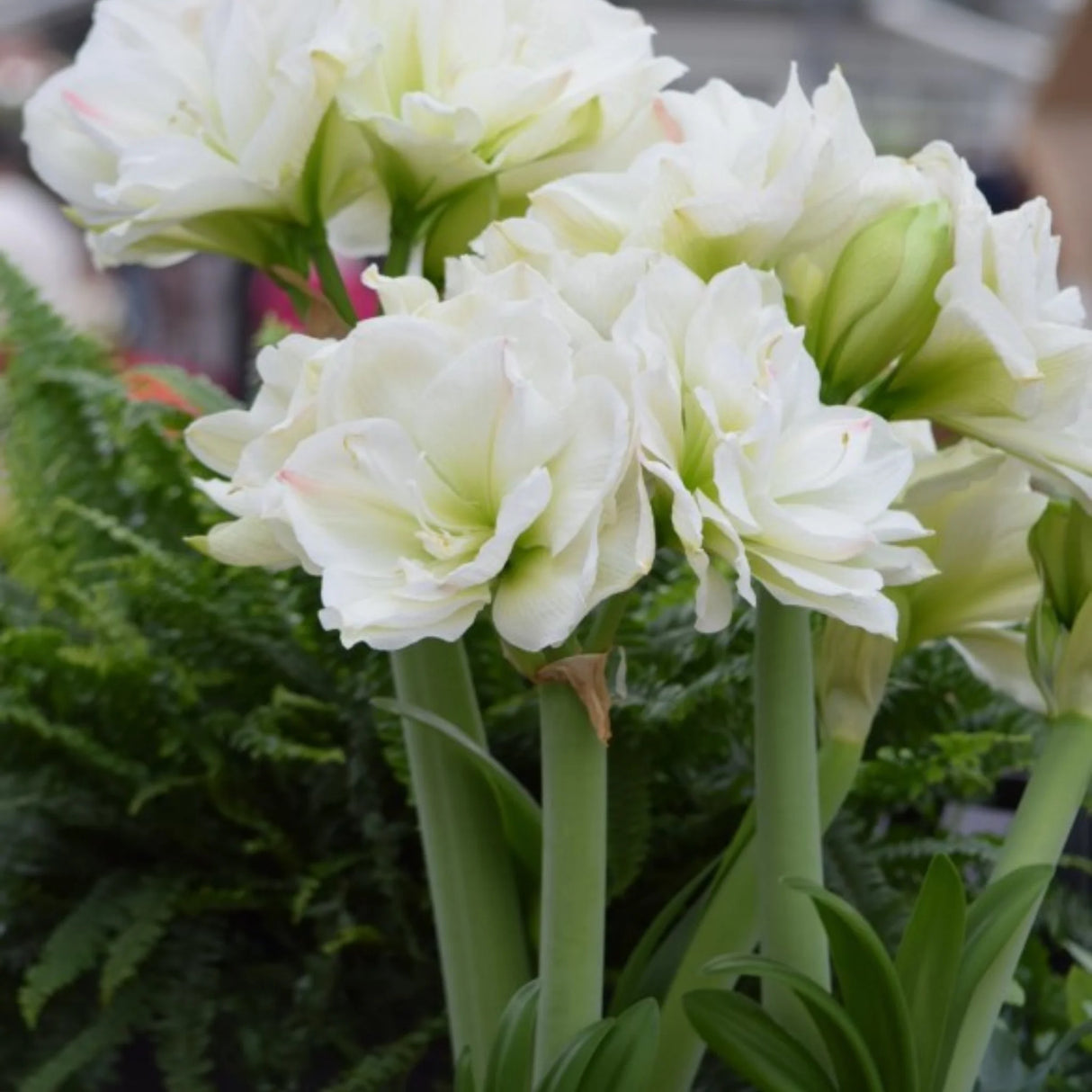 bulbi amaryllis