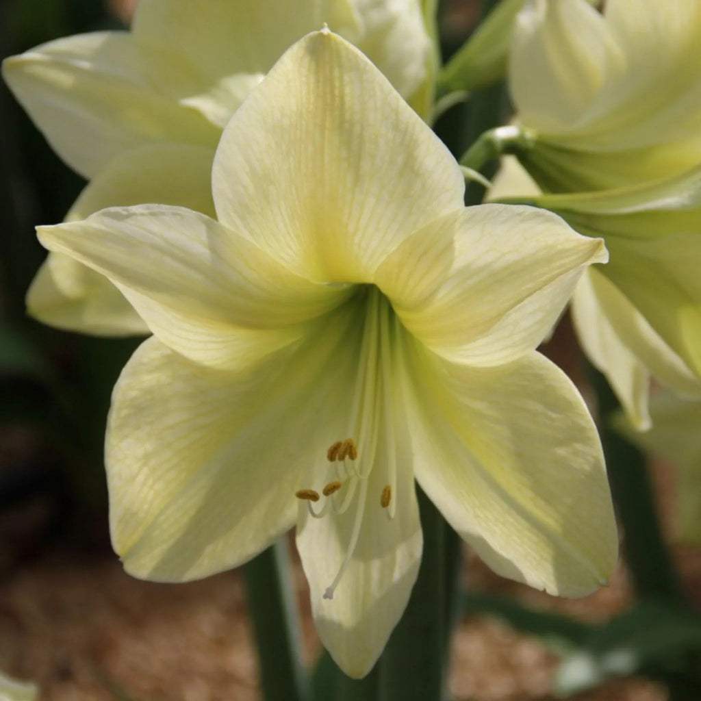 bulbi_amaryllis_57_ec42f3d9-5902-4225-95e4-6b27c0c1cac7 - Fitza Florilor