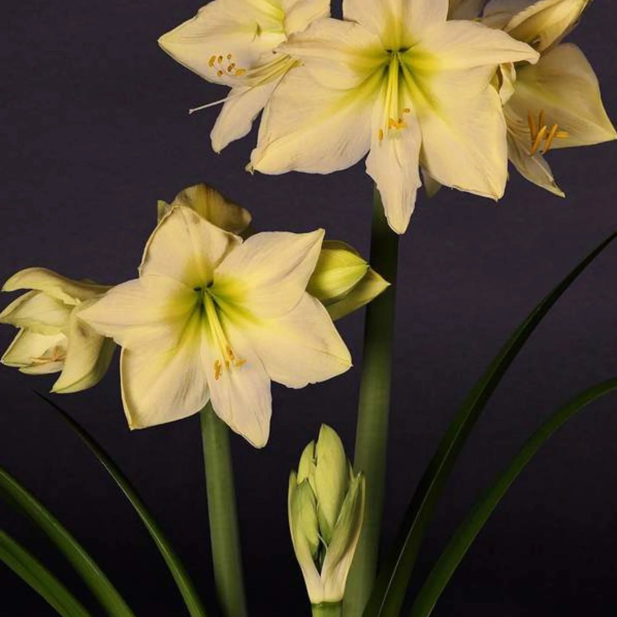 bulbi amaryllis