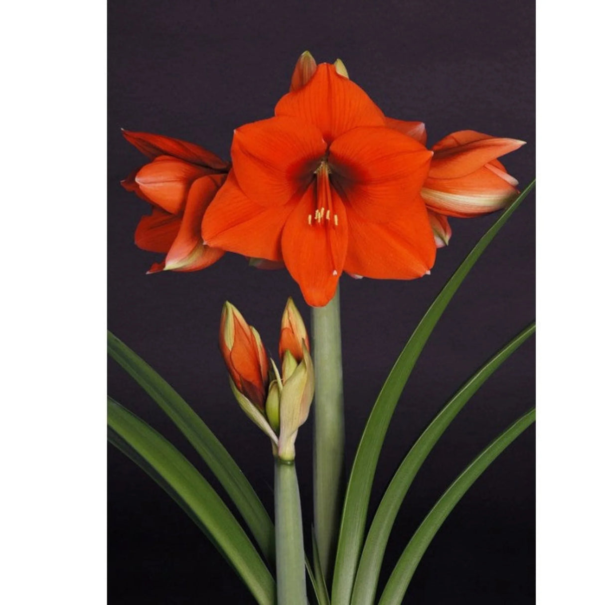bulbi amaryllis