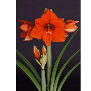 bulbi amaryllis