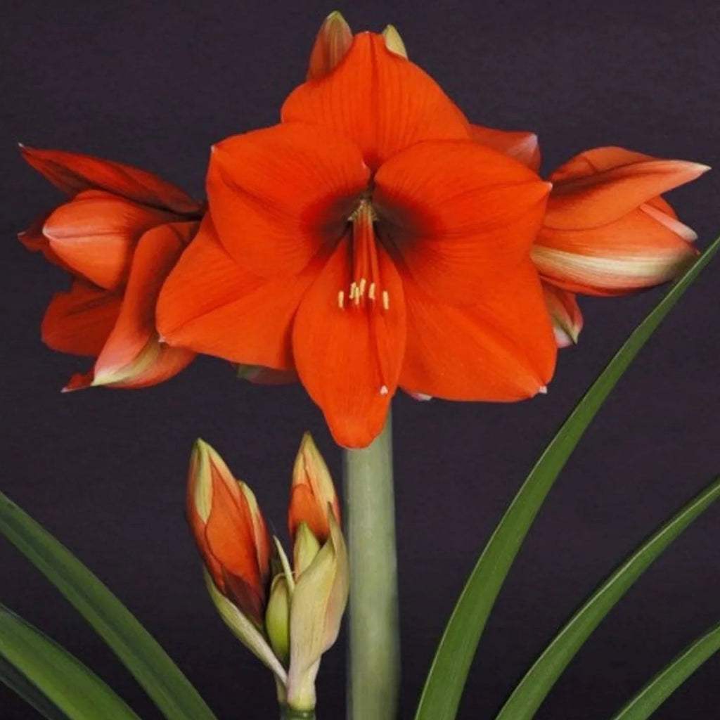 bulbi_amaryllis_62_ea3e48fb-b457-4ca5-88bc-58b2aa8f2f26 - Fitza Florilor