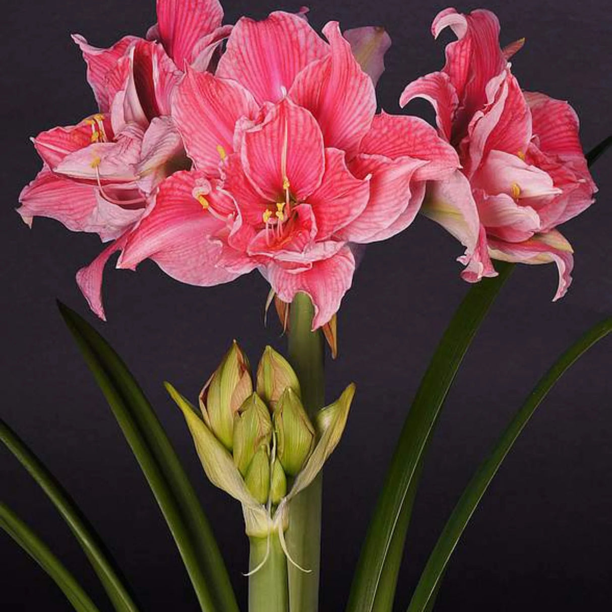 bulbi amaryllis