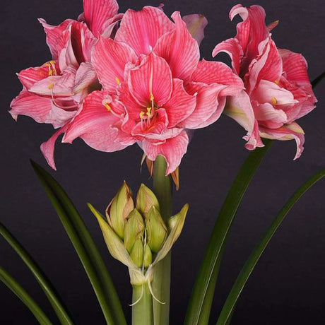 bulbi amaryllis