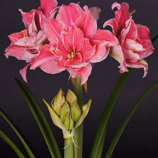 bulbi amaryllis