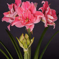 bulbi_amaryllis_63_0e145d15-56c8-40f6-851f-4949f644bde9 - Fitza Florilor