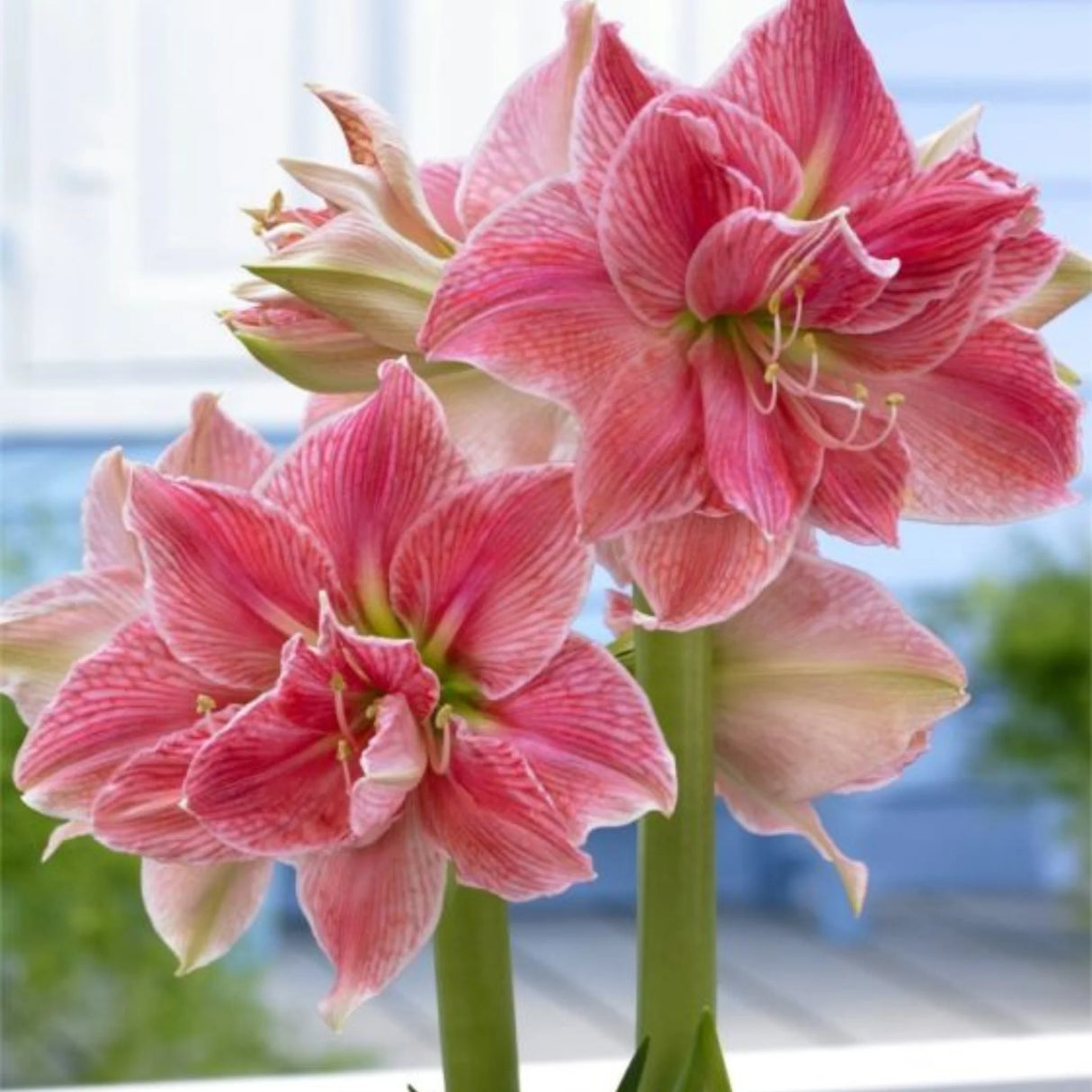bulbi amaryllis