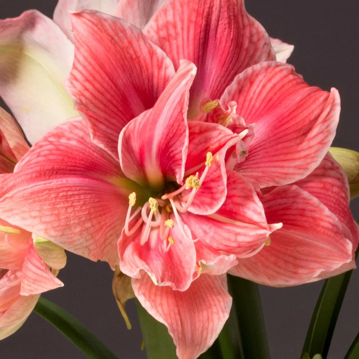 bulbi amaryllis
