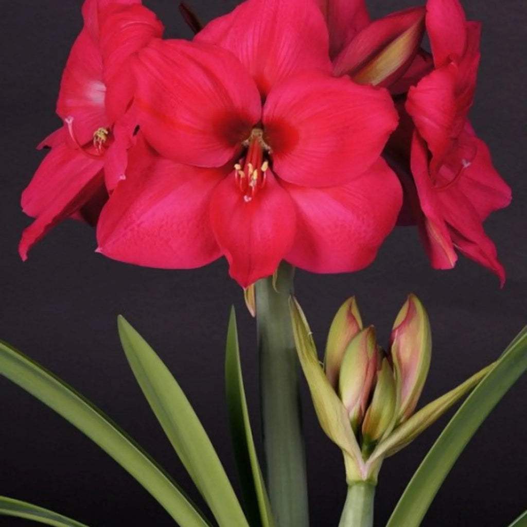 bulbi_amaryllis_71_829a0099-40a8-444d-a384-cb91b58296bb - Fitza Florilor