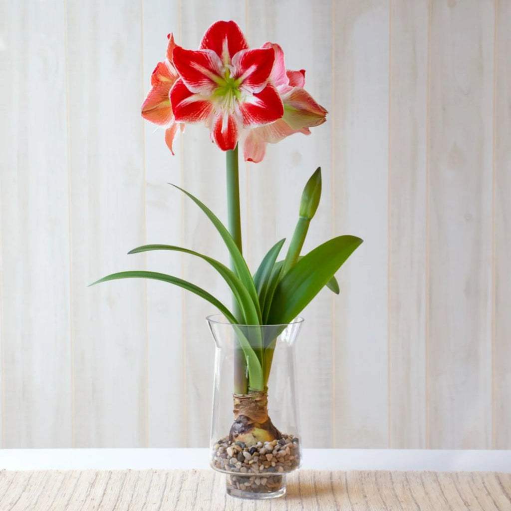 bulbi_amaryllis_74_71f5671e-c174-44f7-a226-a8c17a5b336a - Fitza Florilor