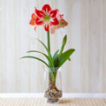 bulbi_amaryllis_74_71f5671e-c174-44f7-a226-a8c17a5b336a - Fitza Florilor