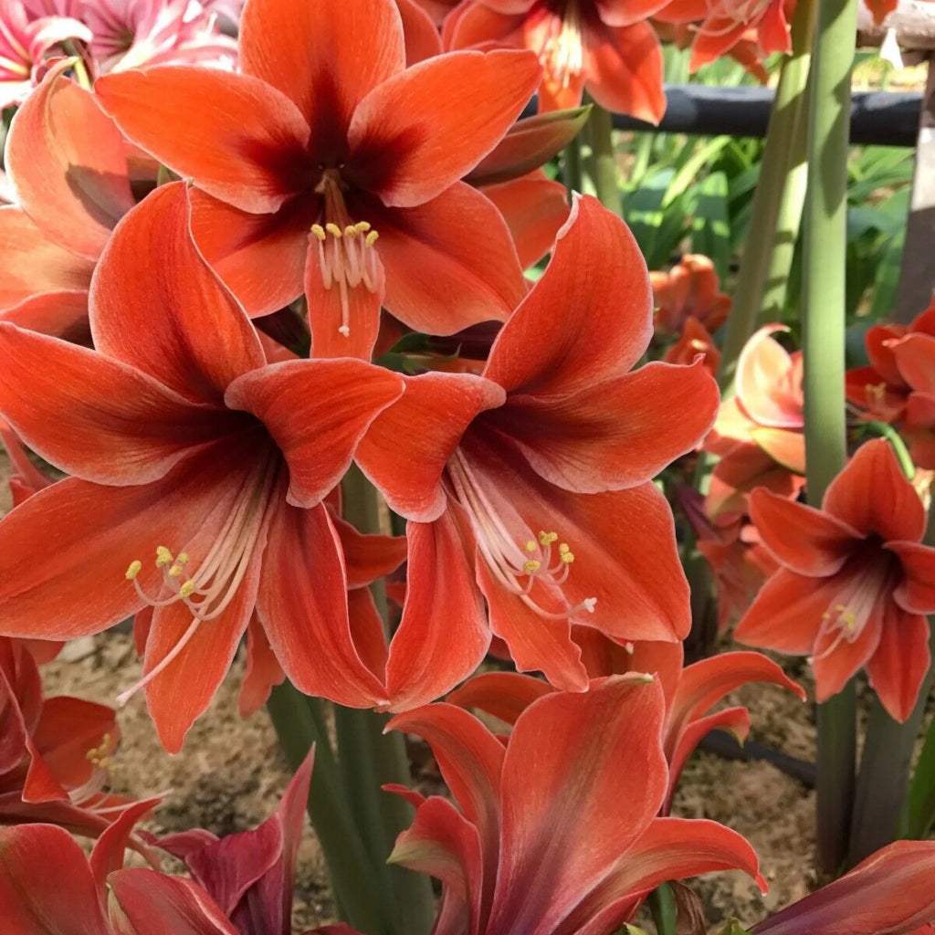 bulbi_amaryllis_78_24741784-ef0f-429b-be96-a415fdb162c5 - Fitza Florilor