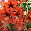 bulbi_amaryllis_78_24741784-ef0f-429b-be96-a415fdb162c5 - Fitza Florilor