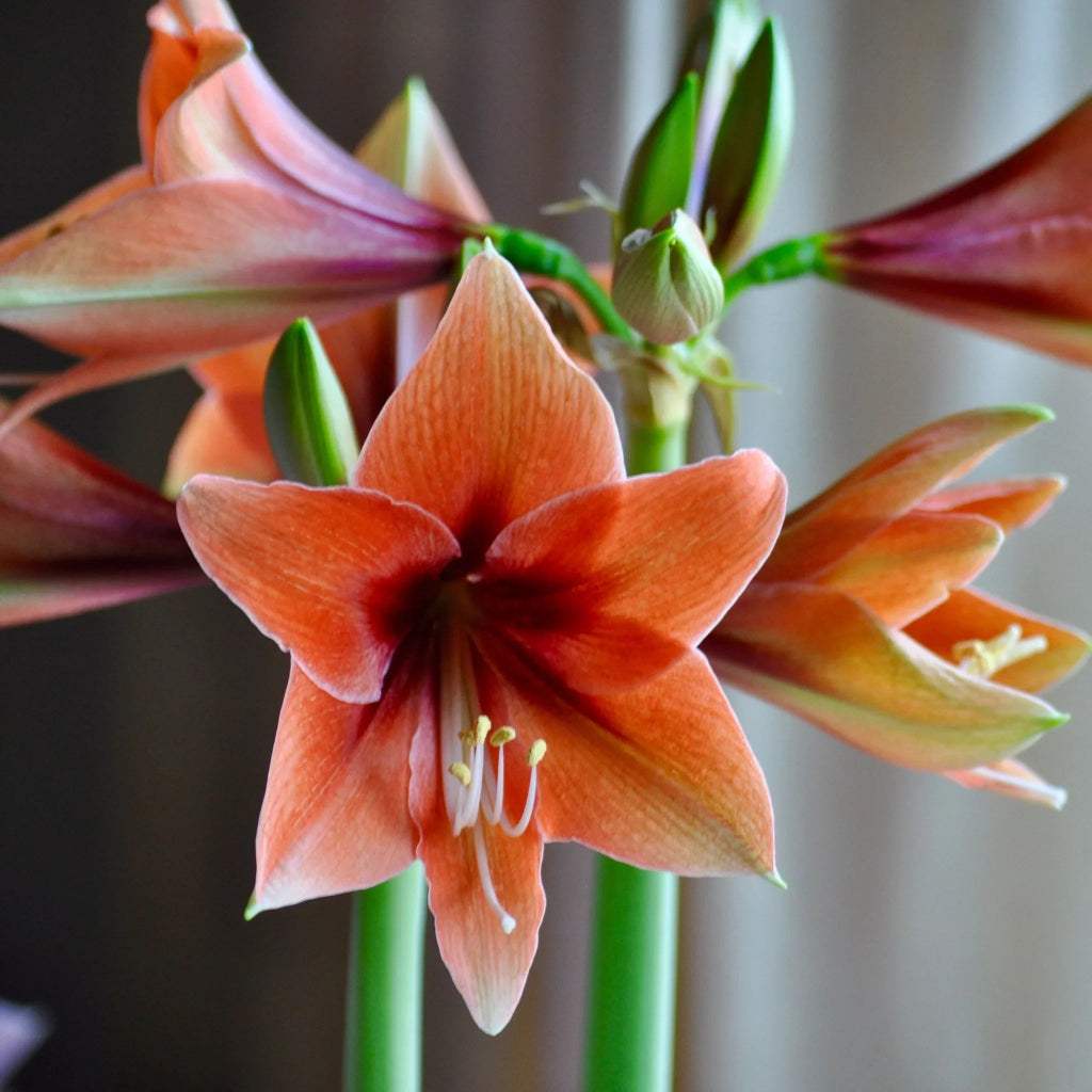 bulbi_amaryllis_79_ba984f67-93ae-440d-97c1-4c6d0da2683b - Fitza Florilor