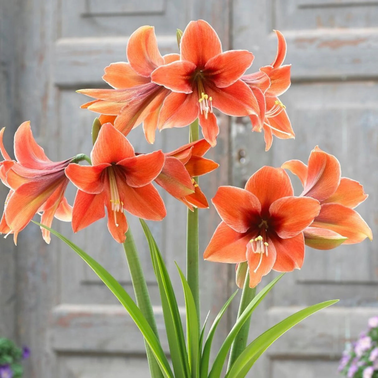 bulbi amaryllis