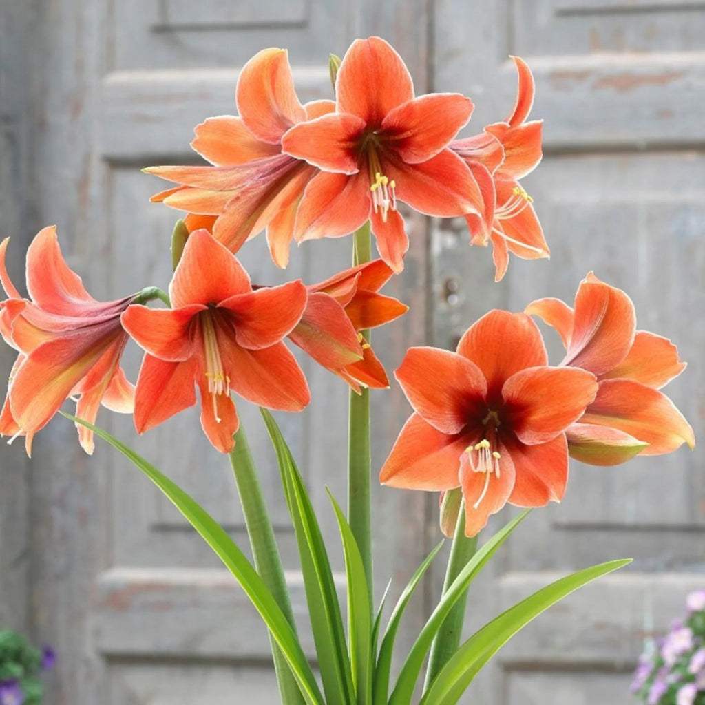 bulbi_amaryllis_80_6cc10d31-4517-4e20-b85e-2598c5bcba40 - Fitza Florilor
