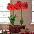 bulbi_amaryllis_81_d14c8896-cf5e-42dc-a486-818d4359acd8 - Fitza Florilor