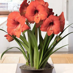 bulbi amaryllis
