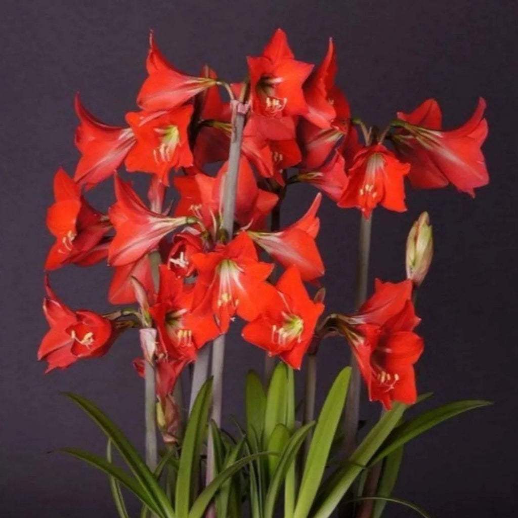 bulbi_amaryllis_87_547b8f33-539b-4533-a819-df173613a20a - Fitza Florilor